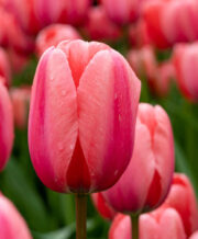 Design Impression Tulip