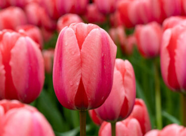 Design Impression Tulip