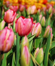 Design Impression Tulip