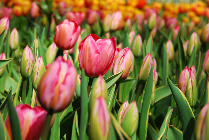 Design Impression Tulip