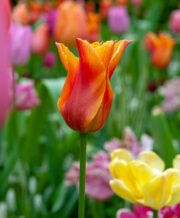 Dutch Dancer Tulip