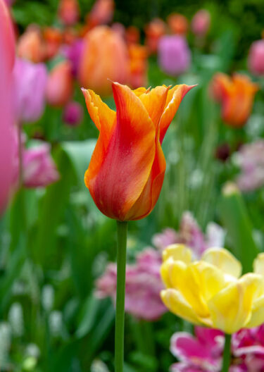 Dutch Dancer Tulip