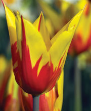 Firework Tulip
