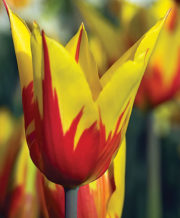 Firework Tulip