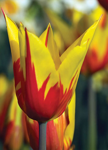 Firework Tulip