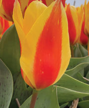 First Love Tulip