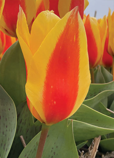 First Love Tulip