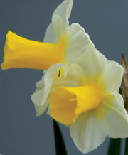 Golden Echo Daffodil