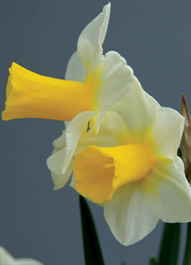 Golden Echo Daffodil