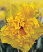 Heamoor Daffodil