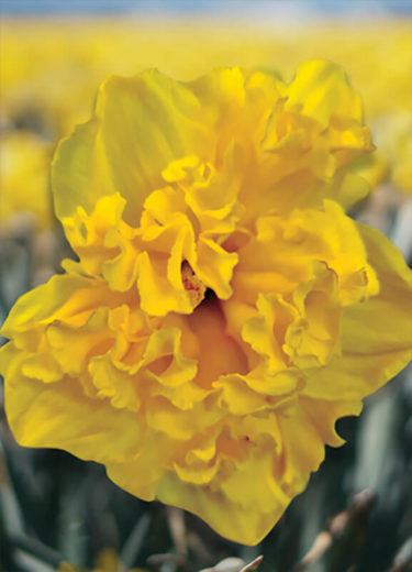 Heamoor Daffodil
