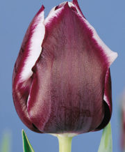 Jackpot Tulip
