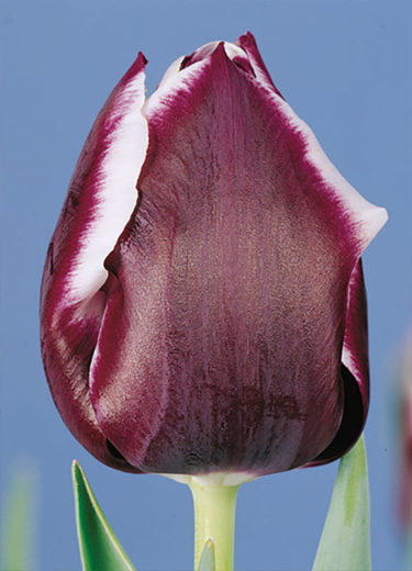 Jackpot Tulip