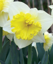 Las Vegas Daffodil