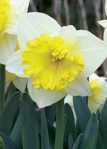 Las Vegas Daffodil