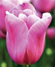Light Pink Prince Tulip