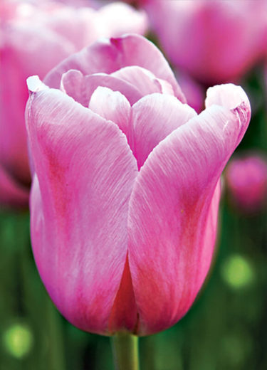 Light Pink Prince Tulip
