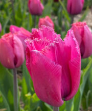 Louvre Tulip