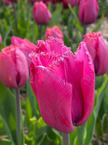 Louvre Tulip