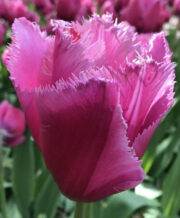 Louvre Tulip