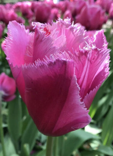 Louvre Tulip