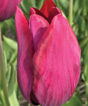 Merlot Tulip
