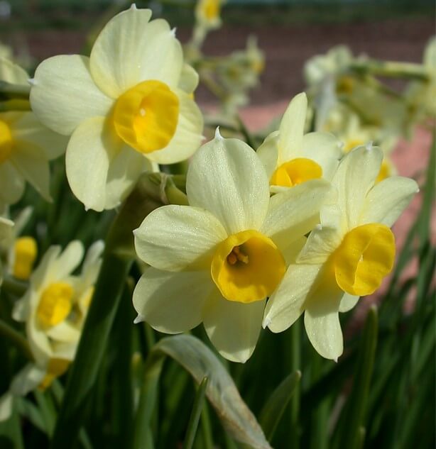 Minnow - Wooden Shoe Tulip Farm