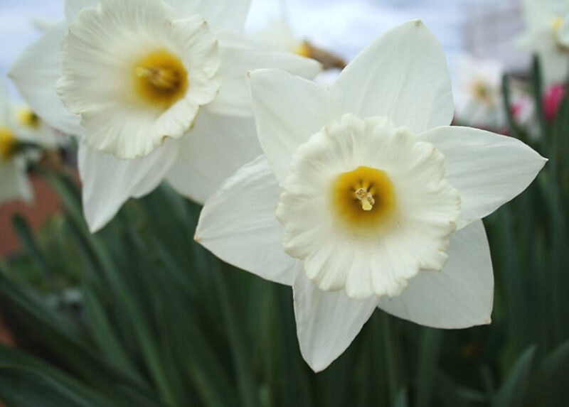 mount hood_3 mount hood_3