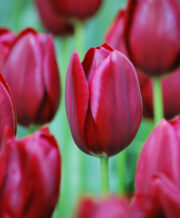 National Velvet Tulip