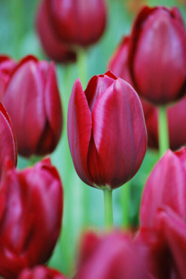 National Velvet Tulip