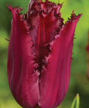 Pacific Pearl Tulip