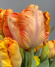 Parrot King Tulip