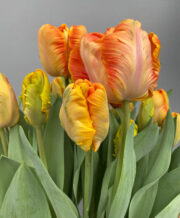 Parrot King Tulip