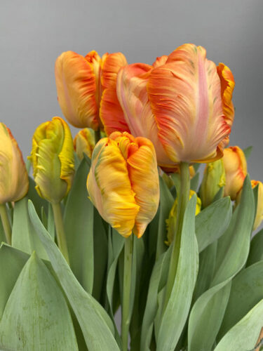 Parrot King Tulip