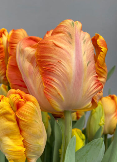 Parrot King Tulip