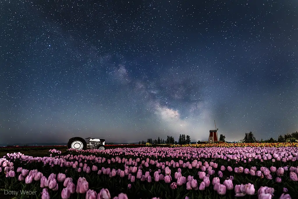 A photo of a field of colorful pink tulips in the night with the stars showing in the sky