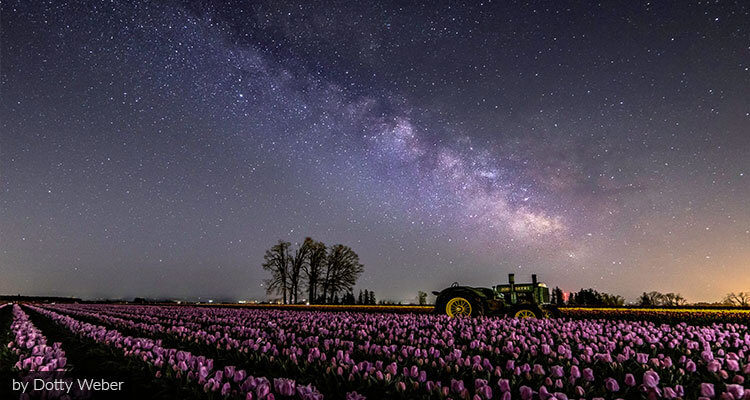 photo_tulip-fest-photo-contest