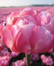 Pink Star Tulip