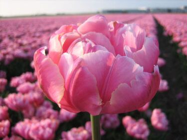 Pink Star Tulip