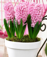 Pink Surprise Hyacinth