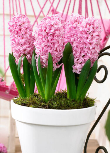 Pink Surprise Hyacinth