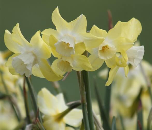 Pipit - Wooden Shoe Tulip Farm