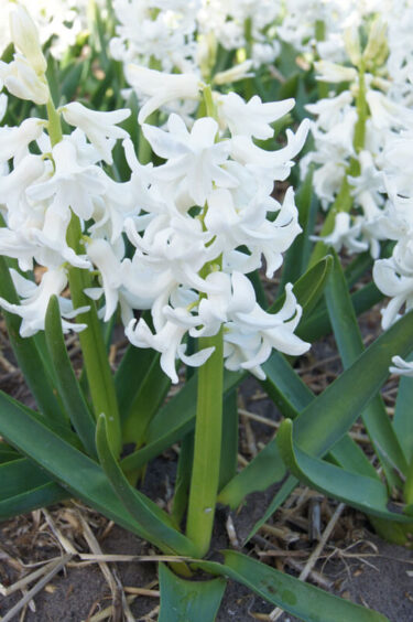 Polar Giant Hyacinth