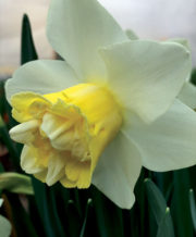 Popeye Daffodil