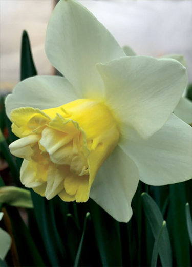 Popeye Daffodil