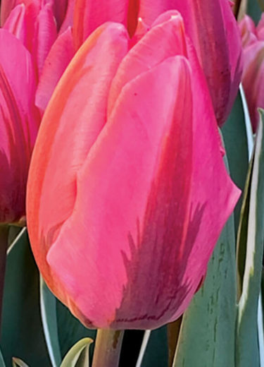 Pretty Princess Tulip