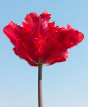 Red Madonna Tulip