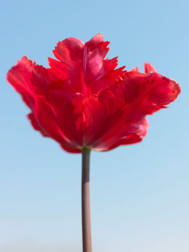 Red Madonna Tulip