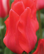 Red Riding Hood Tulip