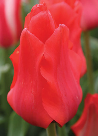 Red Riding Hood Tulip